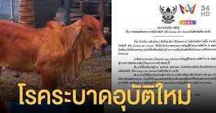 โรคลัมปี สกิน เร่งนำเข้าวัคซีน กำจัดโรคให้สงบโดยเร็ว วันศุกร์ ที่ 7 พฤษภาคม พ.ศ. 6hht5bzbvk3uam