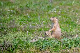 Image result for Cynomys ludovicianus obrázek