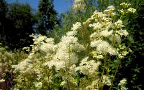 Madesuss Pflanze Filipendula Ulmaria Andere Heilkrauter Heilkrauter Ruhlemann S Krauter Und Duftpflanzen Pflanzen Saatgut Baldrian Pflanze