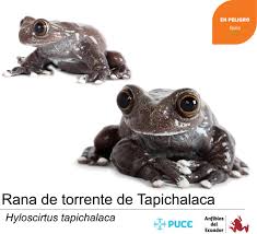 Image result for Hyloscirtus criptico