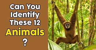 Take this quiz and learn more about monkeys. Can You Identify These 12 Animals Quizpug