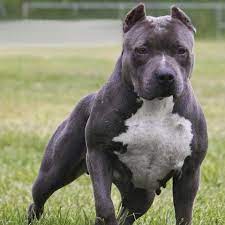 Saw a post that had to be a joke about le nanny dog. Wie Viel Kostet Dieser Pitbull Hund Bilder