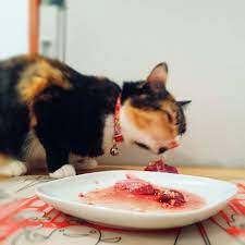 Cats are obligate carnivores.dogs are omnivores that lean heavily toward carnivore. Raw Feeding Transition Guide For Cats