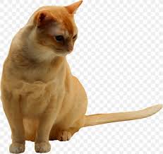 The birman, also called the sacred cat of burma, is a domestic cat breed. Burmese Cat Domestic Short Haired Cat Whiskers Birman Kitten Png 2160x2041px Burmese Cat Animal Asian Birman