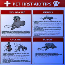 Digi Vets Pet First Aid Tips Credit To Respective Owners Follow Us For More Information About Pets First First Aid Tips Veterinary Science