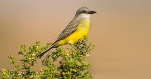 Yellow Birds Of Southern Arizona Tropical Kingbird An Extremely Common And Widespread Bird Of The American Tropics The Tropical Kingbird Barely Reaches The Unique Animals Pet Birds Tropical