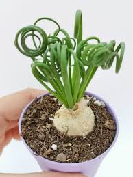 Image result for Albuca