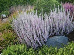 Вереск обыкновенный (calluna vulgaris l.). Veresk Plants Garden Inspiration Fall Flowers