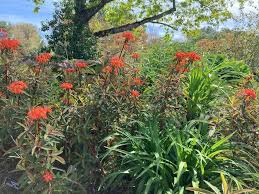 Image result for Geigeria filifolia