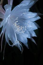 A Queen Of The Night By Kouji Kato On 500px Night Blooming Flowers Flowers Photography Night Flowers
