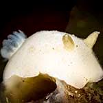 Image result for Cuviera tomentosa