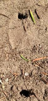 Sobald sie festgestellt haben, wer für die verwüstung im garten verantwortlich ist, sollten sie sich auch informieren, wie sich das tier vertreiben lässt. Locher Im Garten Was Ist Das Siehe Bild Ca 100 Kleine Locher In Wiese Beeten Tiere Tier Natur Maus Schadlinge