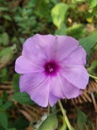 Image result for Ipomoea involucrata