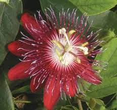Passiflora Lady Margaret Passion Flower Flowers Passiflora