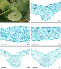• cross section of a leaf. Leaf Structure And Seed Histochemistry Analyses Provided Structural Insights Into The Improved Yield And Quality Of Tree Peony Seed Under Light Shading Conditions Scientific Reports