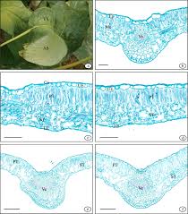 We did not find results for: Leaf Structure And Seed Histochemistry Analyses Provided Structural Insights Into The Improved Yield And Quality Of Tree Peony Seed Under Light Shading Conditions Scientific Reports