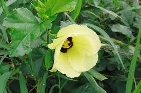 Image result for Hibiscus calyphyllus