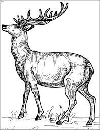 Cat coloring pages for kids rainbow coloring animal coloring pages bunny coloring pages penguin coloring pages cute baby … Detailed Deer Coloring Page Coloringbay