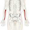 3d model bones human arm anatomy. Https Encrypted Tbn0 Gstatic Com Images Q Tbn And9gcruc4coholatjhmoxttjjwm5v Lzet6p5rsjryr1dky Eqtcetq Usqp Cau