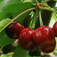 Cerisier Bigarreau Reverchon Ab Ferme De Sainte Marthe Confiture De Cerises Fruits Confiture