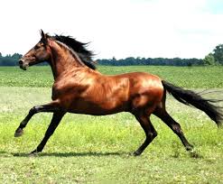 If given frequent breaks, a horse could run up to 15 miles without too much effort. Can A Cheetah Run Faster Than A Racehorse Quora