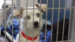 Browse pet stores in tucson, az to find a new friend, adopt a pet, puppies, kittens, & other small animals for sale, pet accessories living in tucson, az. Arizona Mall Shops Increasingly Selling Rescue Pets