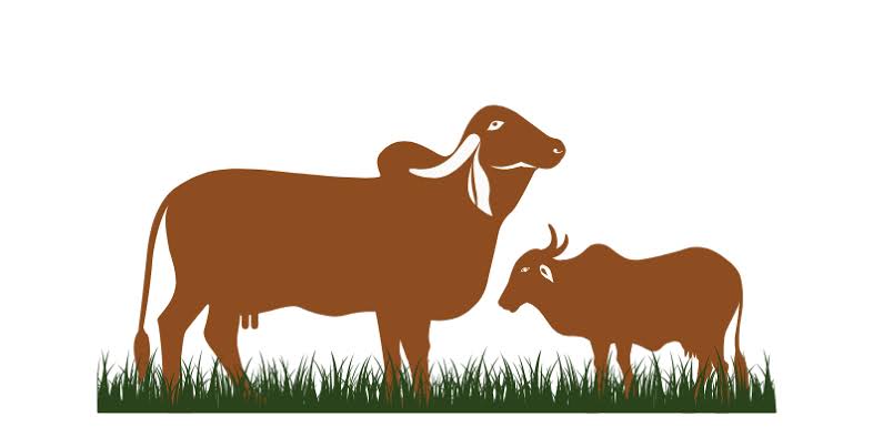 Madhurveda - A Trusted Brand of A2 Gir Cow Ghee in India