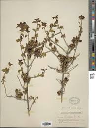 Image result for Tinnea aethiopica