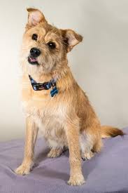 Adopt Baxter On Petfinder Teacup Puppies Dog Adoption Puppies