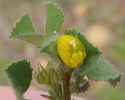 Image result for Medicago laciniata