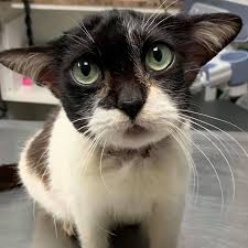 What Happened To Baby Yoda Cat