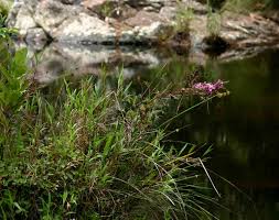 Image result for Heterotis