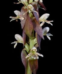 Image result for Satyrium sphaeranthum