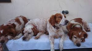 Club de l'épagneul breton france. Epagneul Breton Bretonen Spaniel Brittany Spaniel Foto 47772 Hundund De