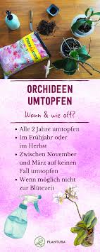 Da es für orchideen stress bedeutet, wenn sie umgetopft werden, ist es wichtig, sie nur alle zwei bis drei jahre umzutopfen. Pin Auf Pflanzen