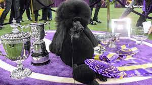 For the first time in its storied history, the westminster kennel club dog show will not take place at madison square garden. Westminster Dog Show Moving Venues Amid Pandemic 11alive Com