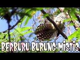 Den bagor 19 december 2017. Suara Burung Prit Gantil