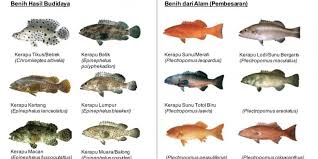 Eksportir Benih Lobster Air Tawar Dan Laut Jual Beli Ikan Kerapu Semua Jenis Harga Rp 30 000 Sampai Rp 1 9 Juta Kg
