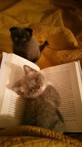 Kitap Okuyan Bebek Kediler Sevimli Kediler Evcil Hayvanlar Ve Hayvanlar