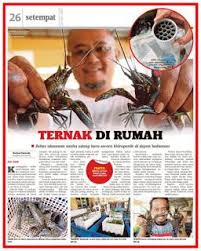 Projek ternakan udang kara(lobster) air tawar, amat berpotensi untuk menjana pendapatan yang lumayan. Udang Kara Air Tawar Atau Blue Lobster Red Claw Merupakan Makanan Eksklusif Di Hotel Dan Restoran Ternama Selalunya Sajian Udang Kara Pasti Me Lat Cara Kara