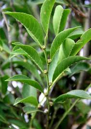 Image result for Rinorea