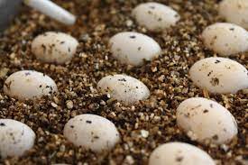 Much Ado About Chameleons Panther Chameleon Breeding The Eggs Chameleon Pet Chameleon Veiled Chameleon