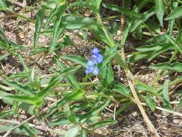 Image result for Commelina diffusa