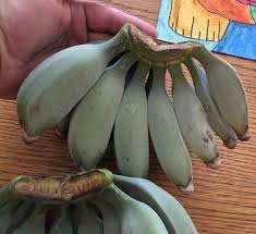 Bananas like the blue java (musa acuminata 'blue java') are becoming more sought after as the standard cavendish (musa acuminata 'cavendish') banana — the grocery store variety we all know. Blue Java Ice Cream Banana Real Blue Java Banana Plant Banana Trees For Sale