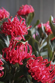 Swallows Nest Farm November Flowers Australian Flowers November Flower Flowers