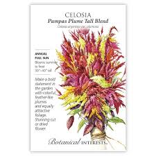 Image result for Celosia pandurata