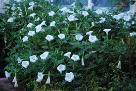 The symptoms can include delirium, bizarre behavior, fast heart rate, high body temperature, dilated pupils, and amnesia. Growing Moonflower Vines In Your Garden All You Need To Know