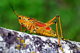 Maybe you would like to learn more about one of these? Cepra Landscape News Ornamental Shrub Pests