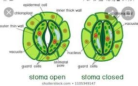 In botany, a stoma (from greek στόμα, mouth, plural stomata), also called a stomate (plural stomates) is a pore, found in the epidermis of leaves, stems, and other organs, that controls the rate of gas exchange. 6 Label The Following Diagram Of Stomata Brainly In