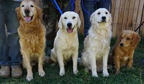Some breeders use miniature poodles, other toy poodles, to obtain the smaller body size. Dog Mini Golden Retriever Deutschland